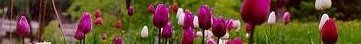 line of spring tullips